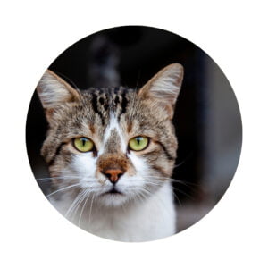Cat Food