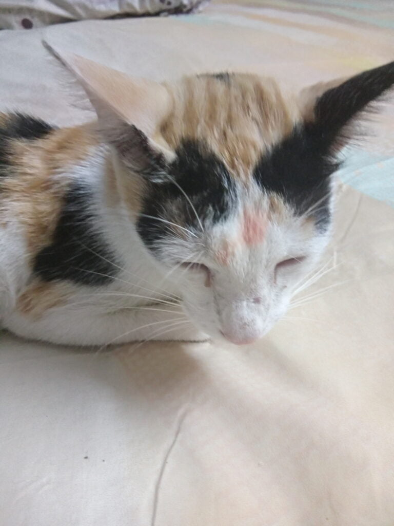 Choti