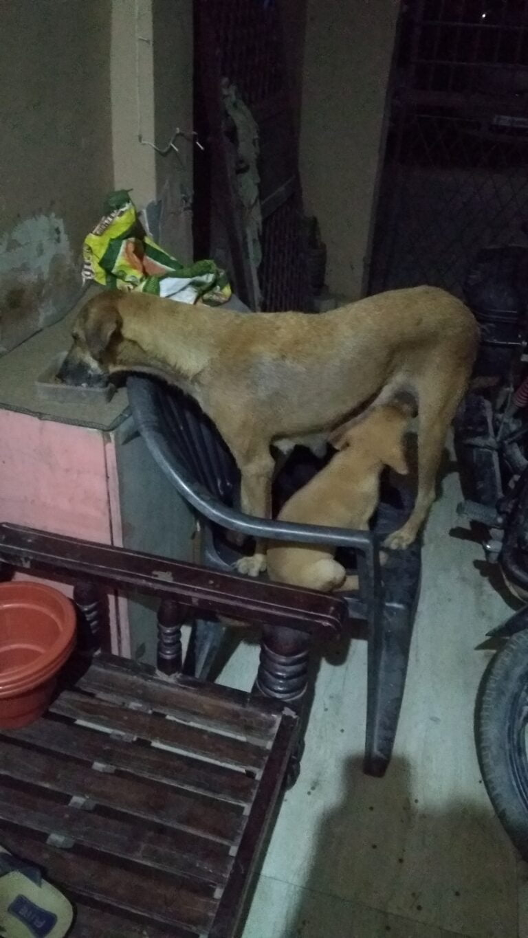 Dogofill family