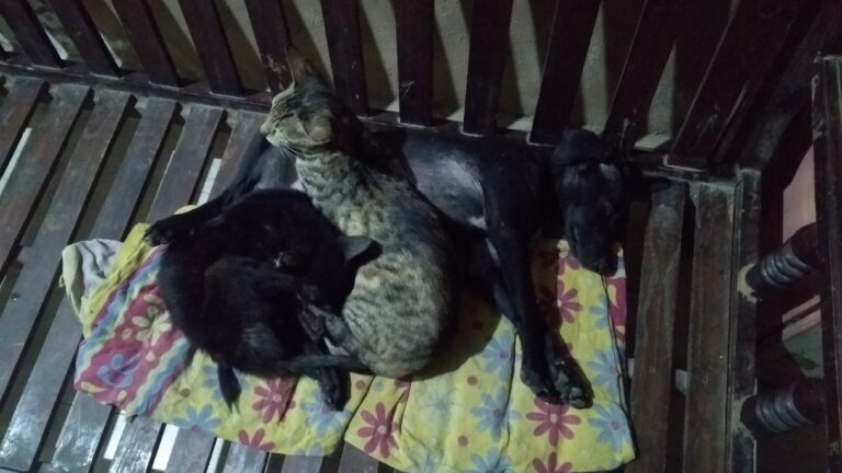 Dogofill family