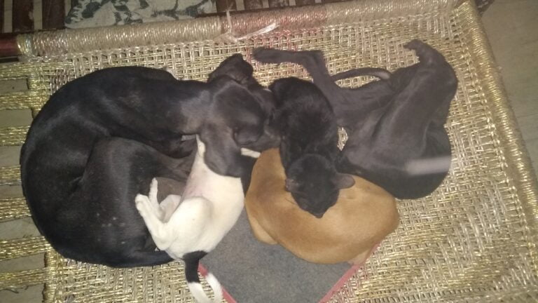 Dogofill family