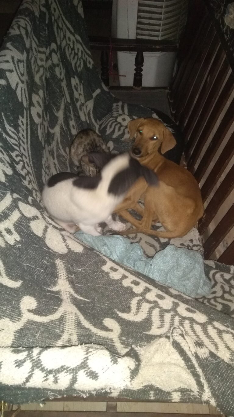 Dogofill family