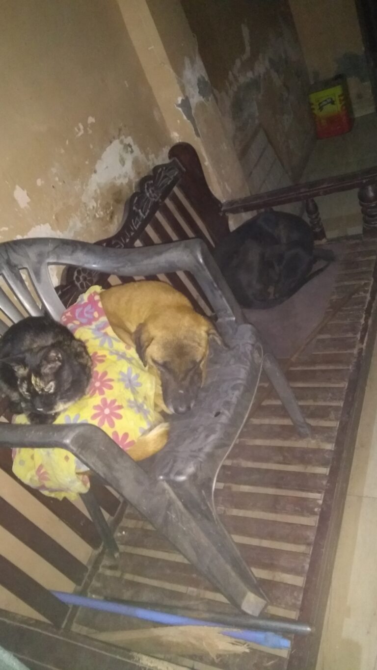 Dogofill family