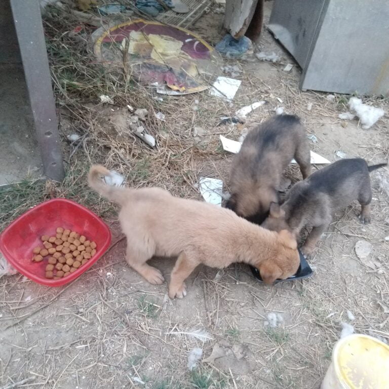 Dogofill family