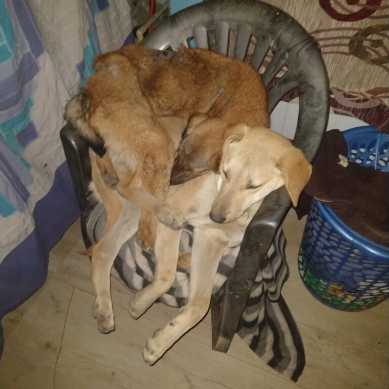 Dogofill family