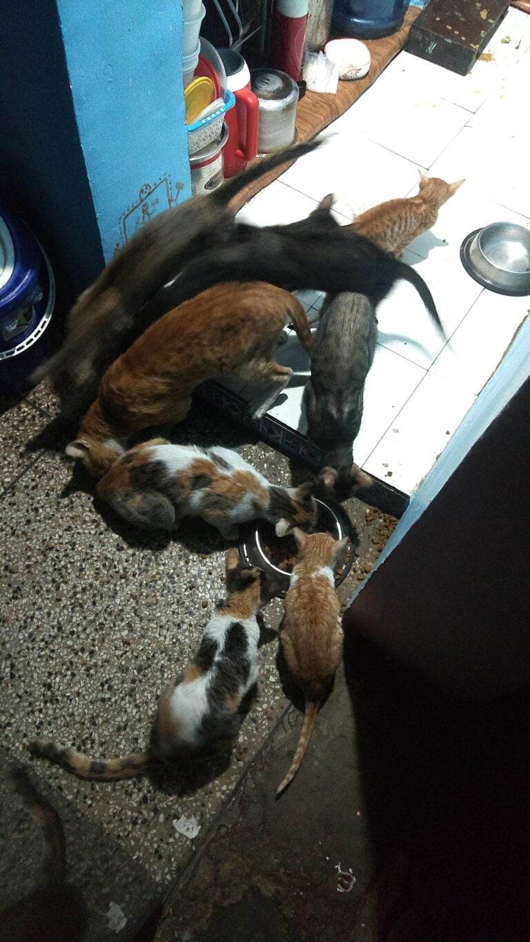 Dogofill family