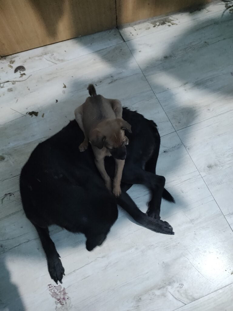 Dogofill family