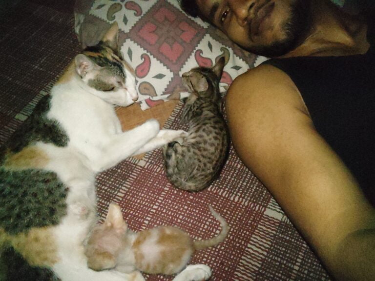 Dogofill family