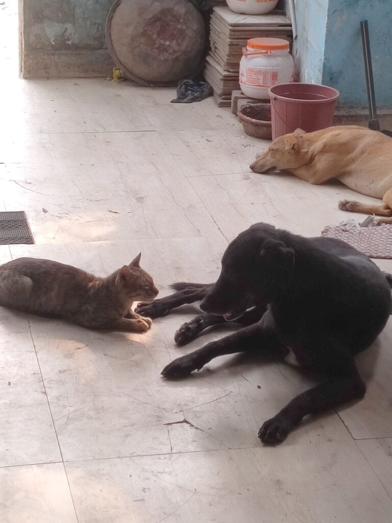 Dogofill family